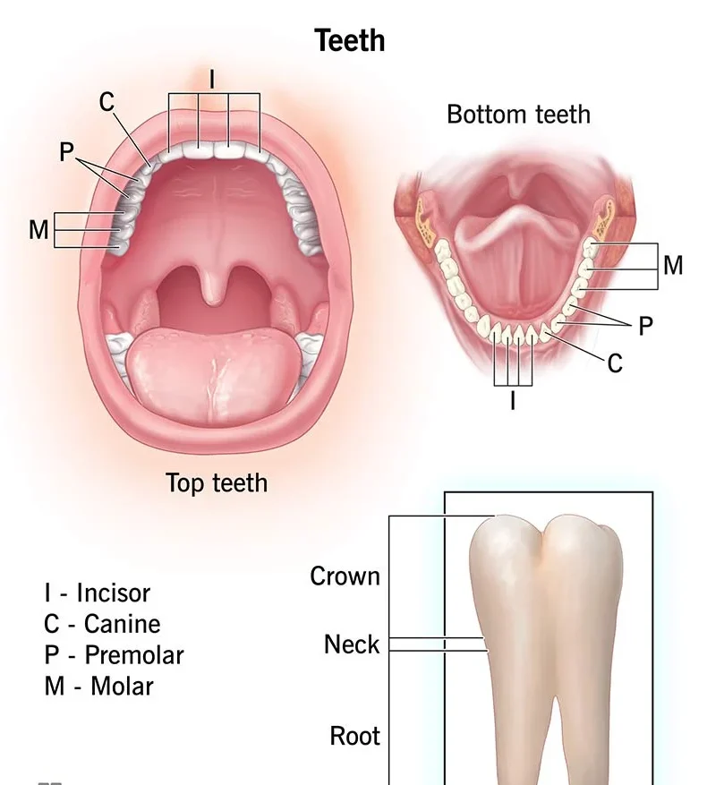 Molar teeth
