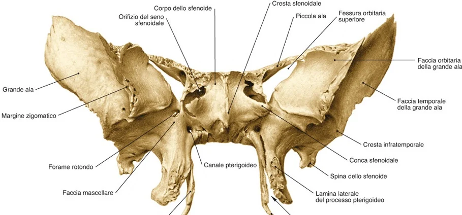 Processi Pterigoidei