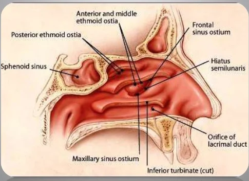 SENO MASCELLARE ANATOMIA