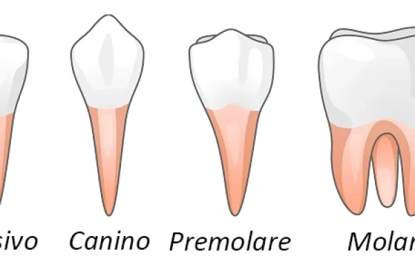 Tipi di Denti3
