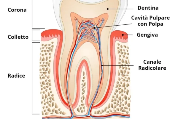 Disegno di un Dente